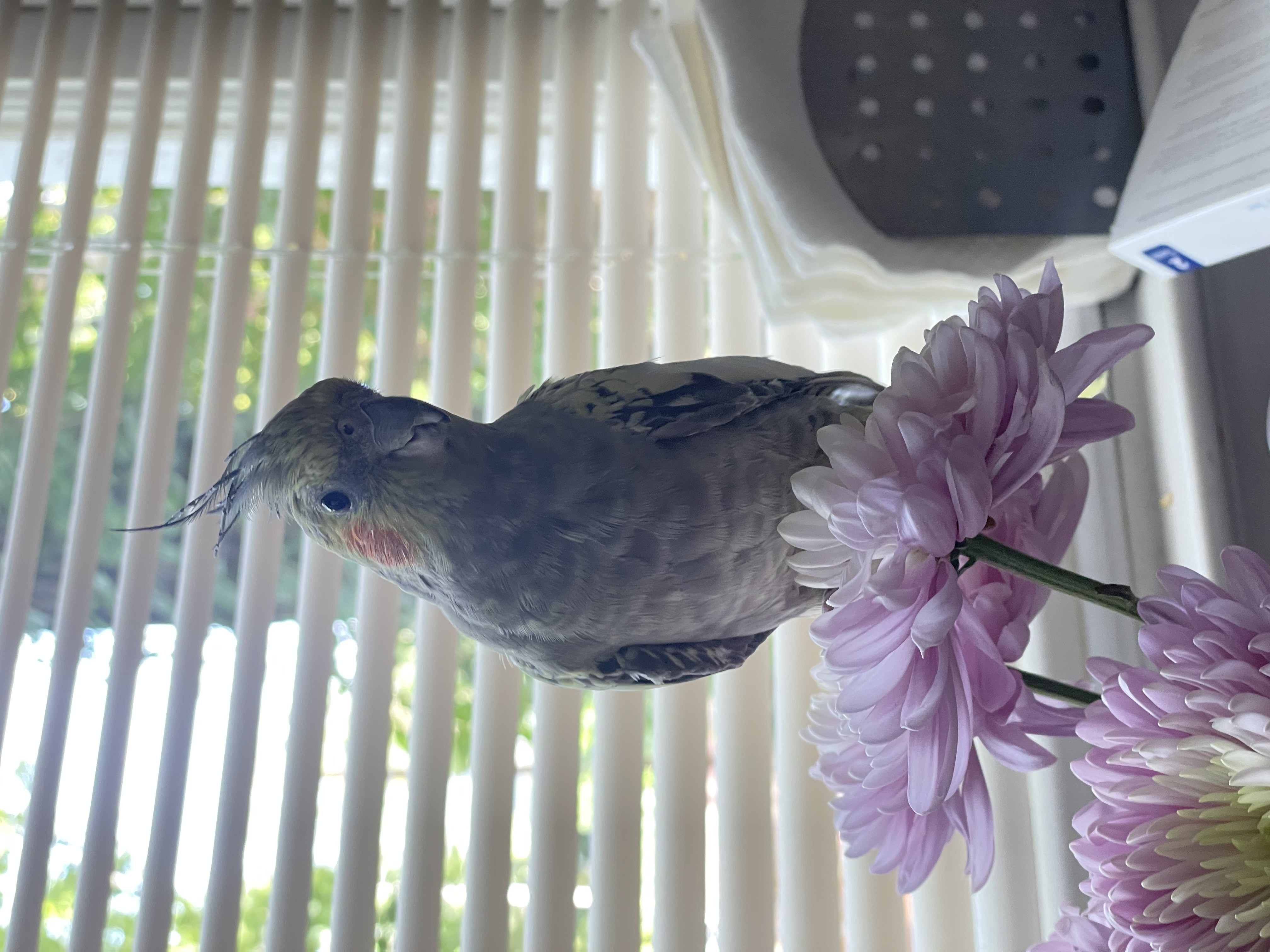 Aura <3